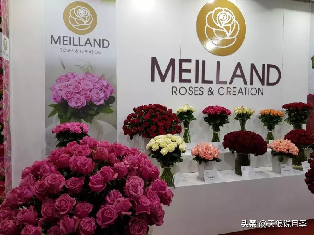 抗病性好的月季推荐,哪些月季品种抗病强