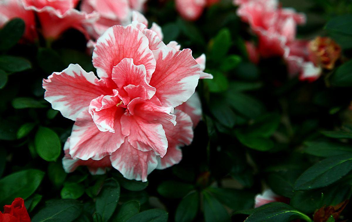 盆栽杜鹃花掉叶子怎么办,盆栽杜鹃叶子发黑怎么办