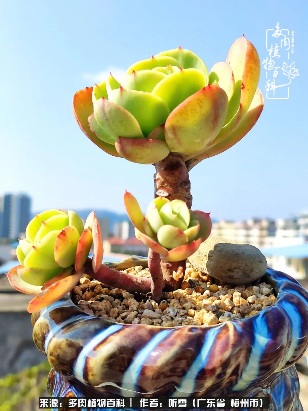 爱上多肉精致生活,爱上多肉我们的减压法宝