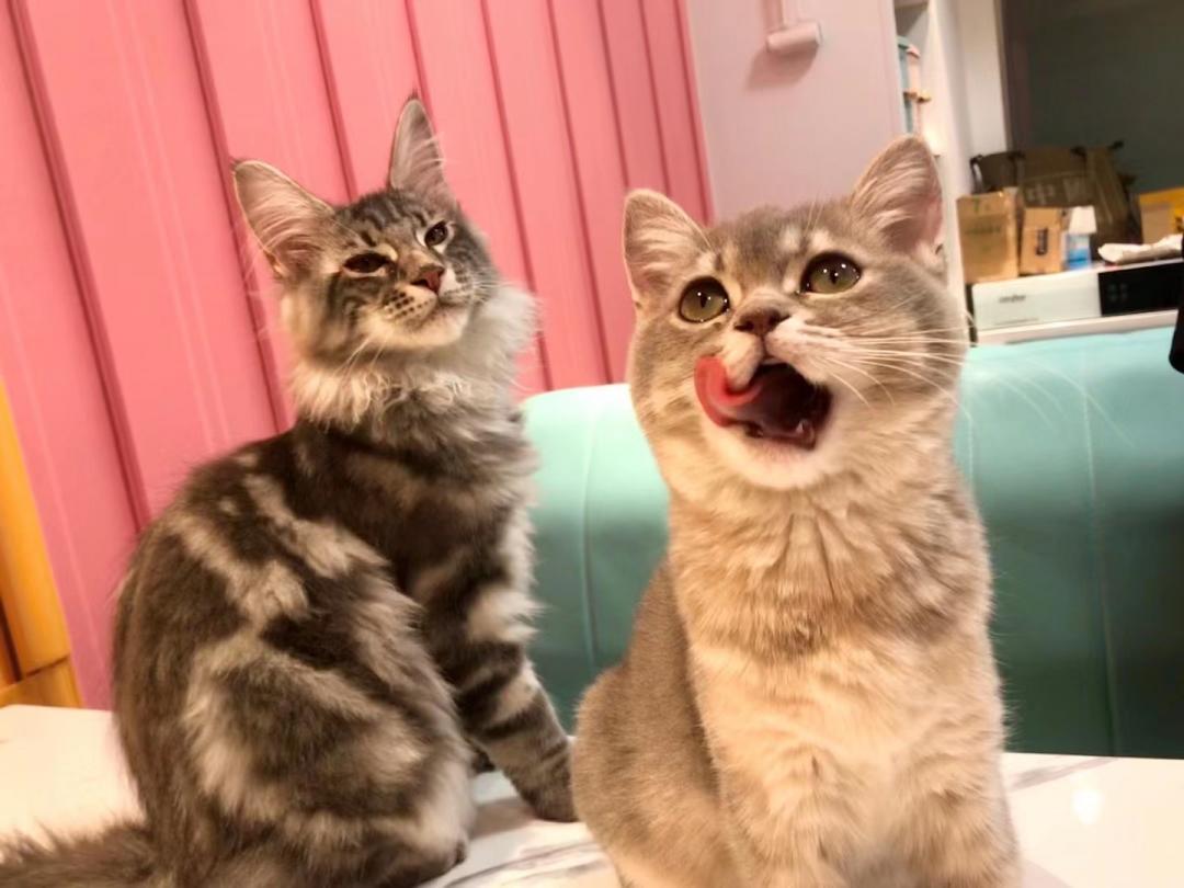 秦皇岛这只网红猫日常“巡逻”你见过吗？岛上还有这些撸猫好去处~