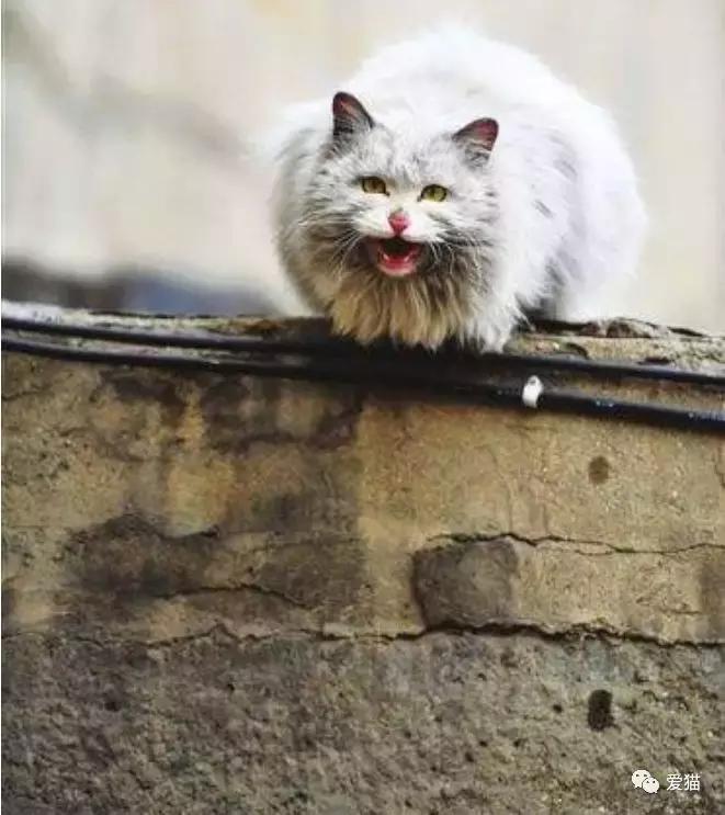 家猫被遗弃了会想家吗,家猫被丢弃会怎么样