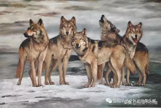 呼伦贝尔大草原七日自驾游攻略,呼伦贝尔大草原深度游