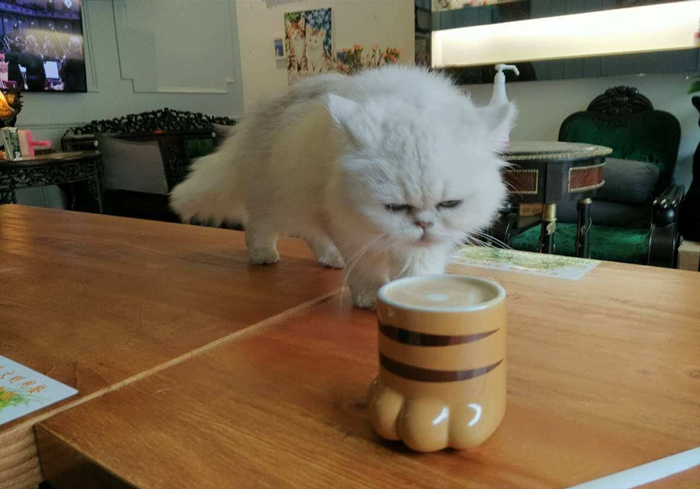 猫屎咖啡猫咪是自愿吃的吗,猫屎咖啡真有猫屎吗