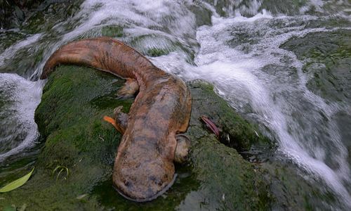 娃娃鱼长大后的哭声,娃娃鱼哭声的视频