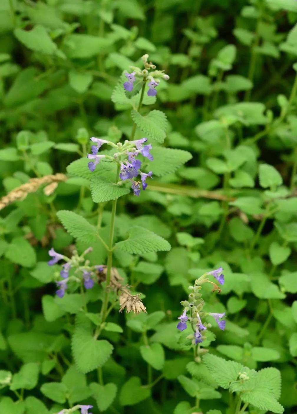 猫薄荷为什么只对猫科动物有用,猫和猫薄荷有什么相同点