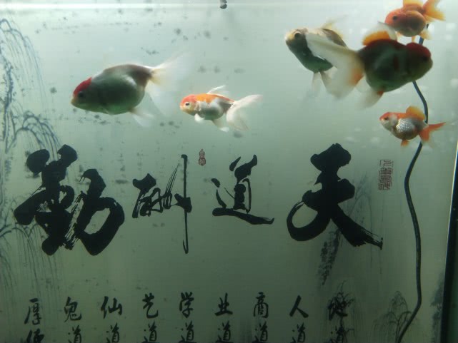 1.2米鱼缸适合养多少金鱼,400cm鱼缸能养几条金鱼