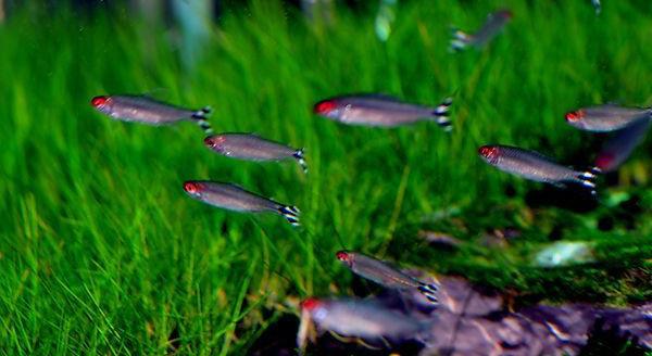 观赏鱼在生病期间需要换水吗,观赏鱼生病给鱼缸放青霉素可以吗