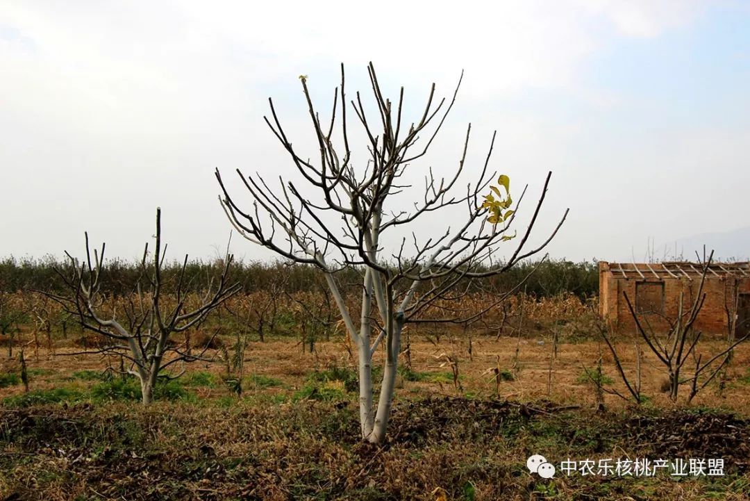 核桃树修剪后再喷一次杀菌剂,核桃树清园专用杀菌剂用什么好