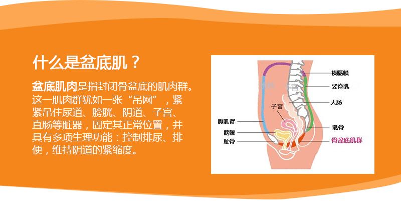 提高女性气质的训练,提高盆底肌修复的动力
