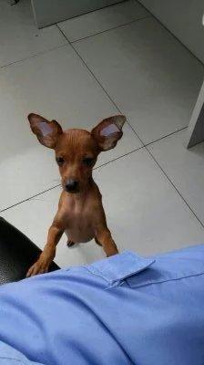 伸舌头的小鹿犬,爱洗澡的小鹿犬