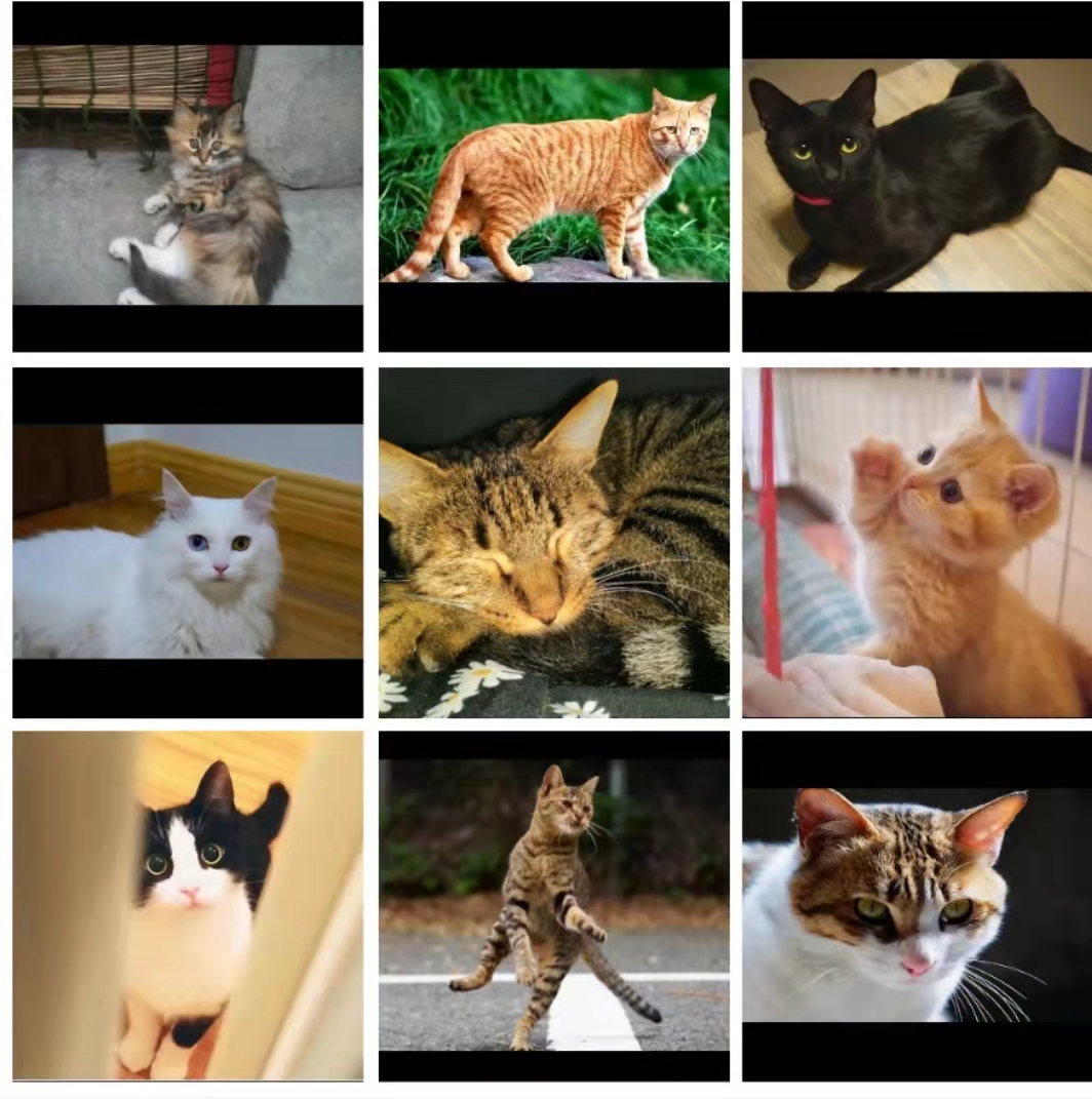 我为中华田园犬代言,我为中华田园猫抗大旗