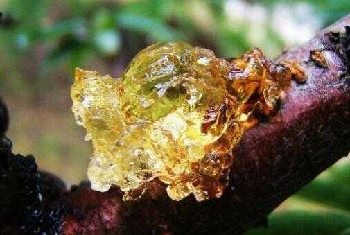 桃树流胶怎么治最有效,桃树流胶特效药哪里有出售