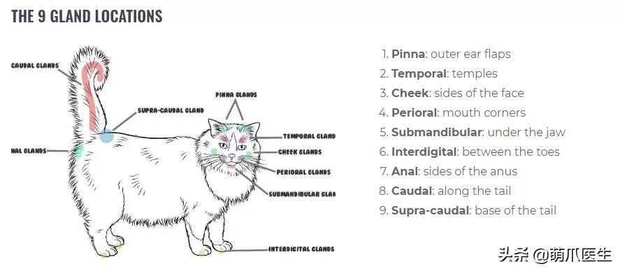 猫到底是什么状态,猫到底是个什么玩意儿