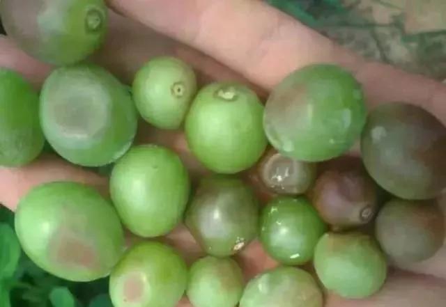 有关葡萄的病症,葡萄新梢病害图谱