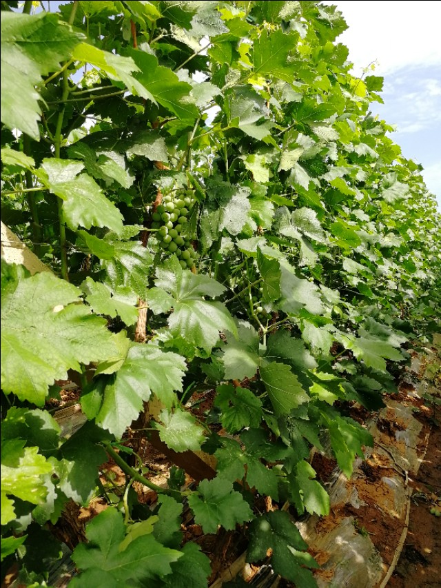 五月怎么在乡下找猫,五月的乡下