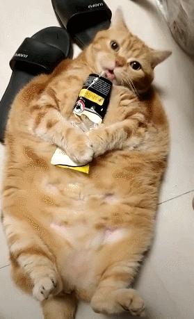 橘猫半年大概多少斤,橘猫半年