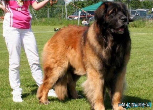 盘点世界上最大的狗排名,世界公认的十大体型最大的狗