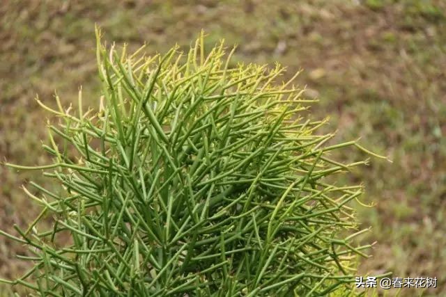 光棍树养殖方法,招财光棍树怎么样扦插