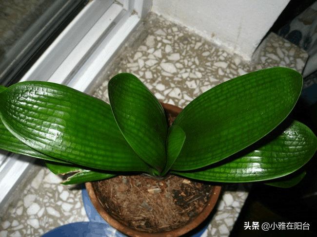 家庭君子兰开花期间怎么浇水施肥,君子兰开花期间怎么浇水加鸡蛋呢