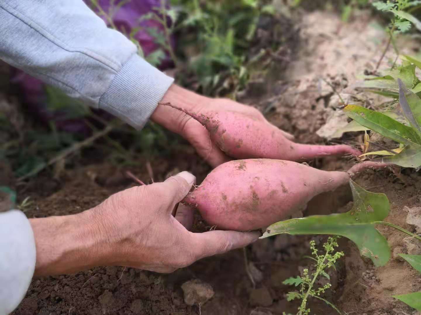建设幸福家园视频,建设幸福宜居美丽家乡