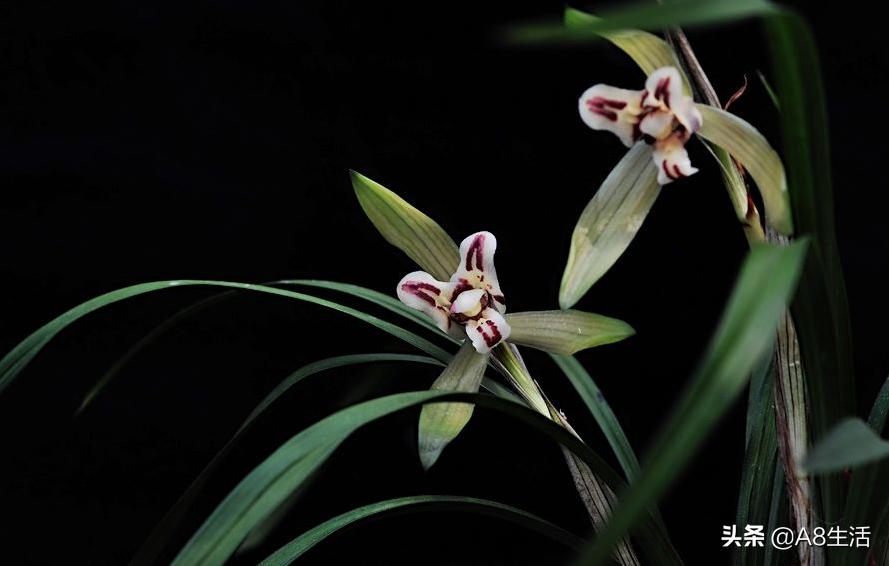 中国兰花名品录,春兰兰花名品大全