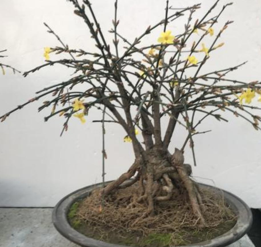 冬天养腊梅的方法,迎春花开春意来