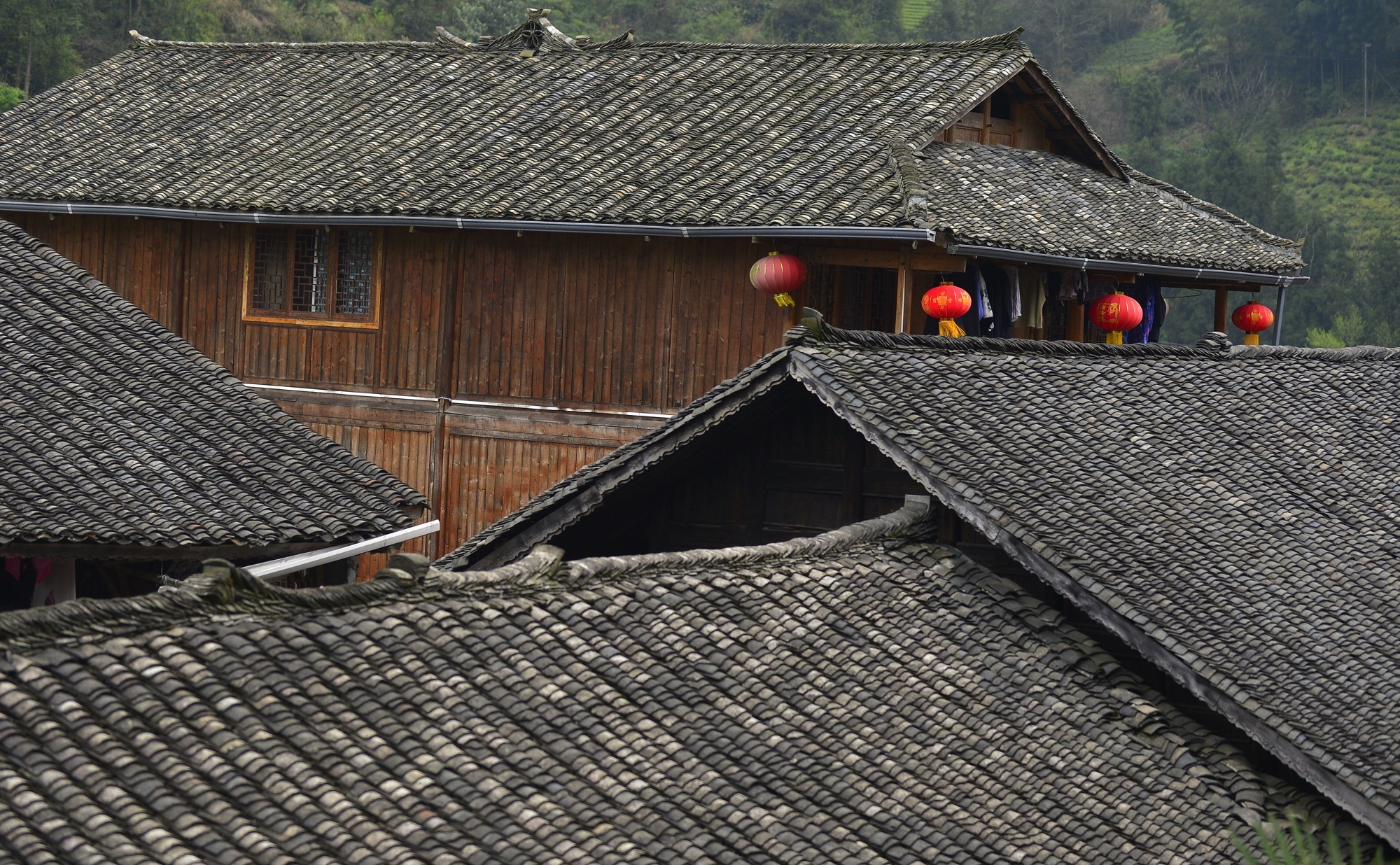 庆阳活化石叫啥,庆阳坝历史