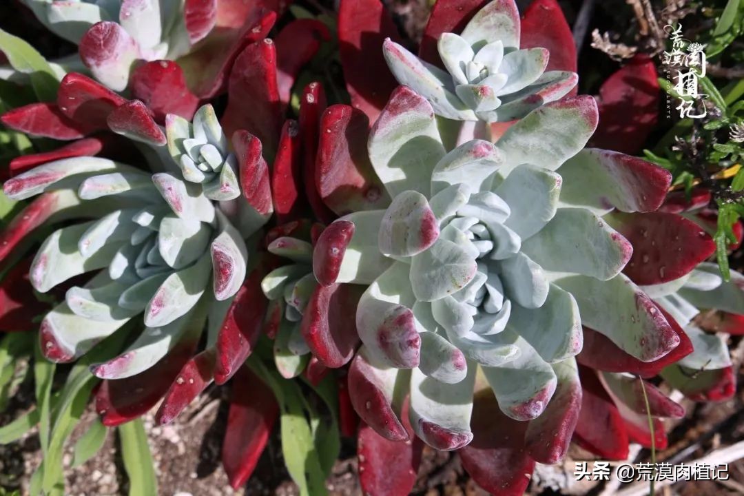 美国加州海岸仙女杯,美国仙女杯