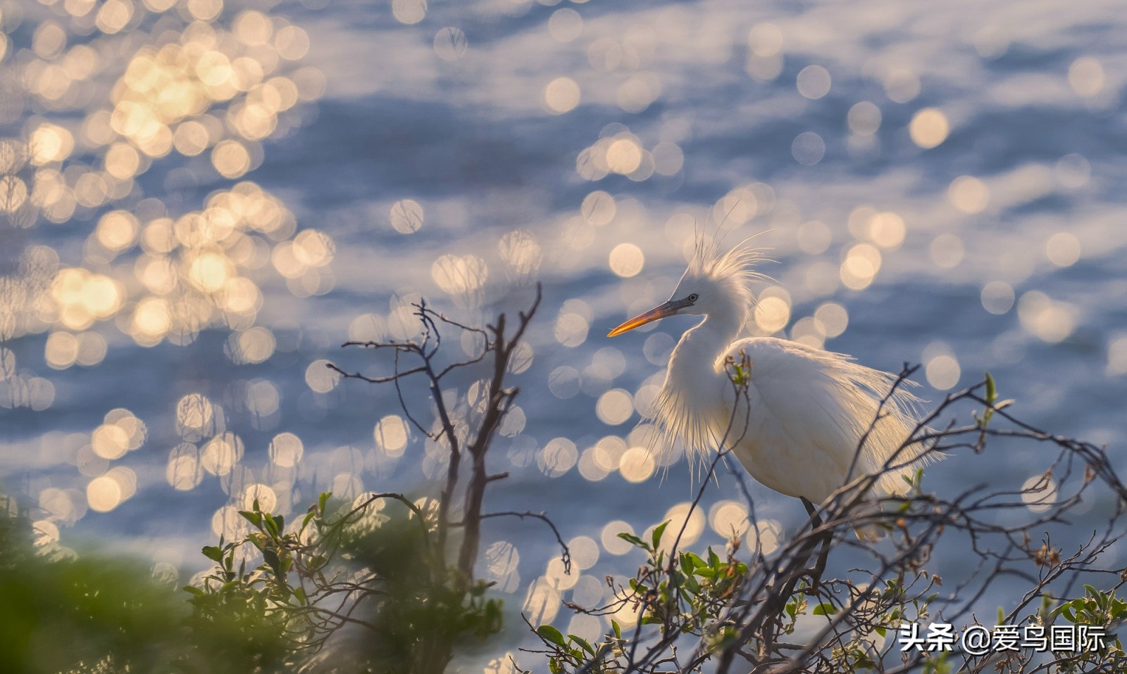 鸟类最好看的照片,100张绝美鸟类图片