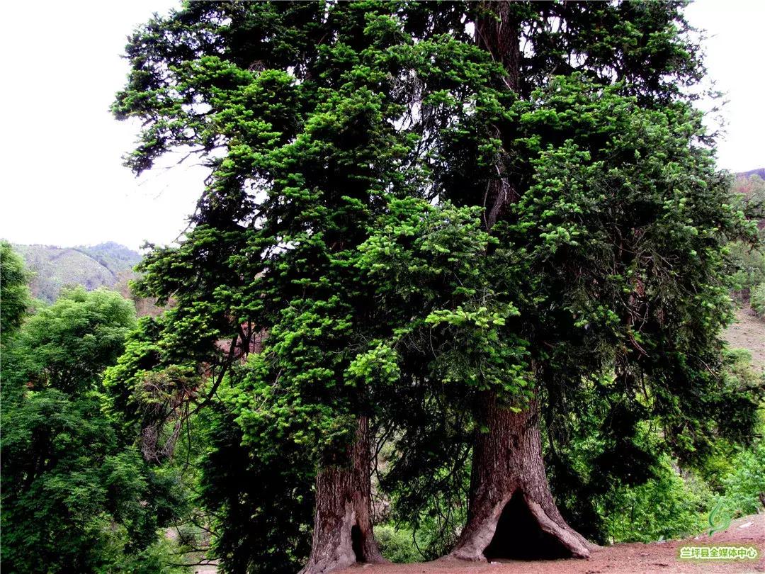去兰坪旅游值得逛的地方,去了一次就喜欢的城市