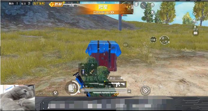 包子技术到底多强？网友：他家猫“代播”都能21杀吃鸡！