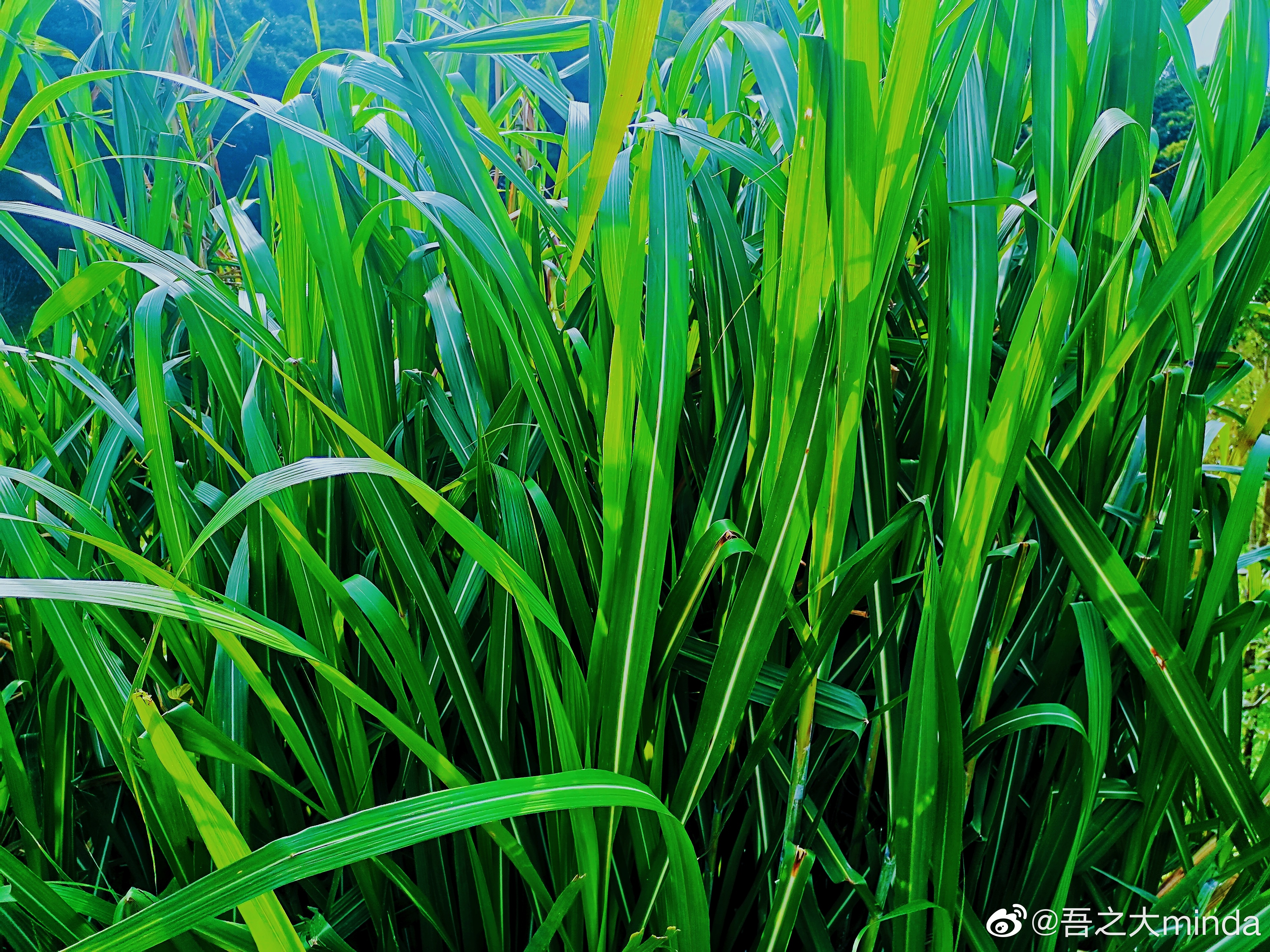 梧桐山下幽径,梧桐山下清风明月