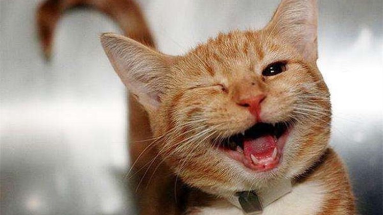 猫咪长年溜眼是怎么回事,猫咪有必要清理耳朵吗