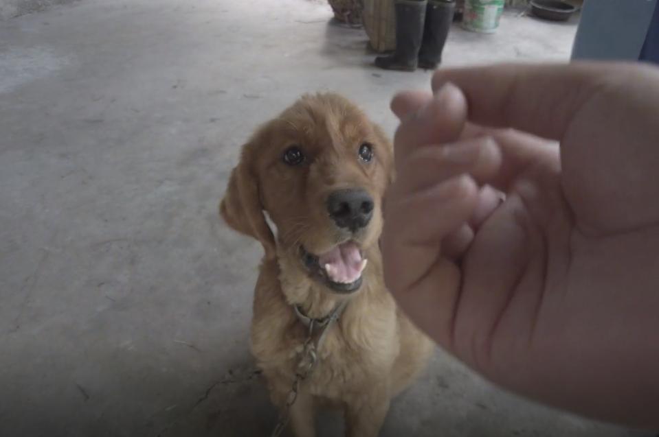 被救助的金毛弃养犬,被领养的金毛怎么处理最好