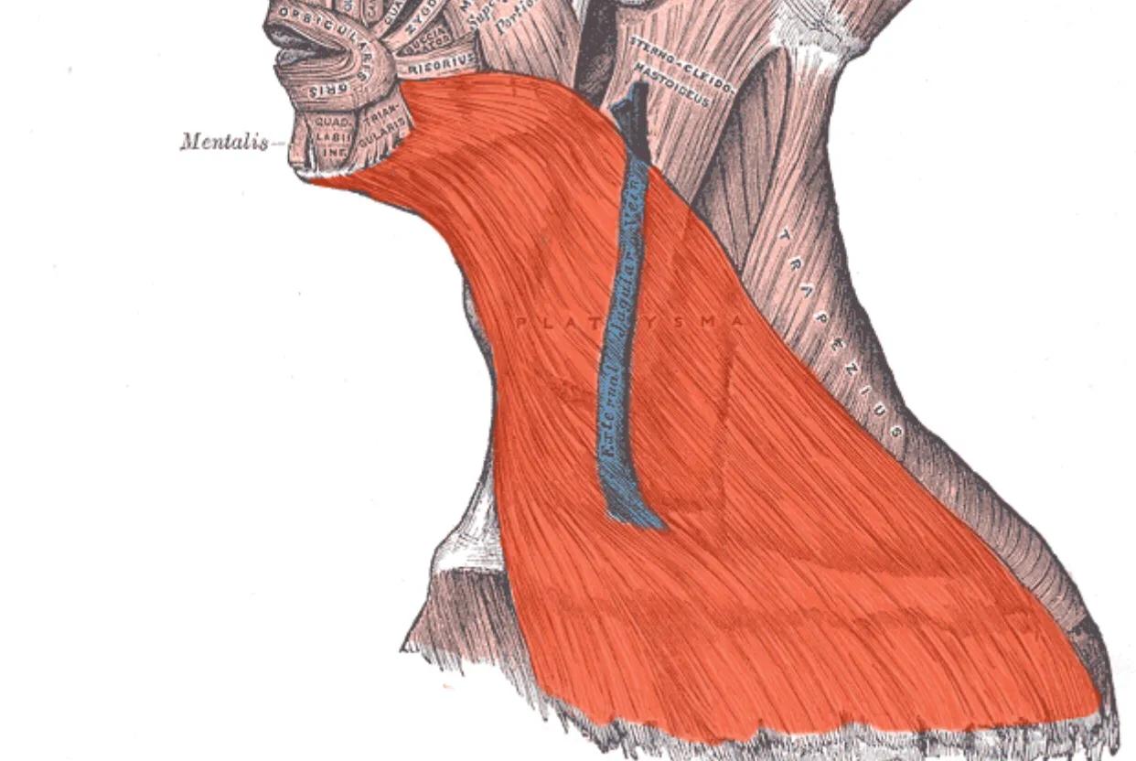 瘦子怎么会有双下巴,两个动作7天瘦掉双下巴