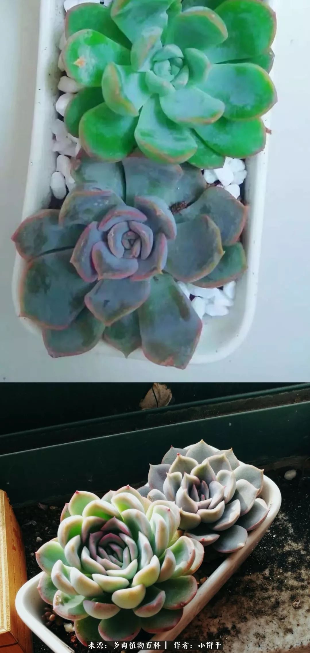 无肉不欢的肉瘾少女，日日沉迷于美色无法自拔！