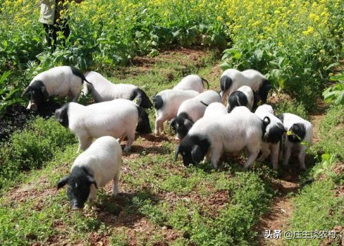 中国市场价格最贵的猪,现实生活中最贵的猪肉多少钱一斤
