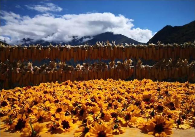 罕见的高山雪莲雪菊,四川丹巴雪菊