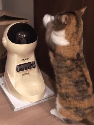 春节回家家里的猫咪怎么办,春节期间猫咪留守怎么办