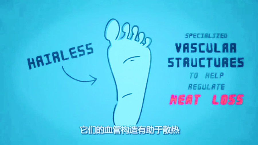 宝宝爱踢被子的小妙招秋冬款,宝宝爱踢被子是什么原因