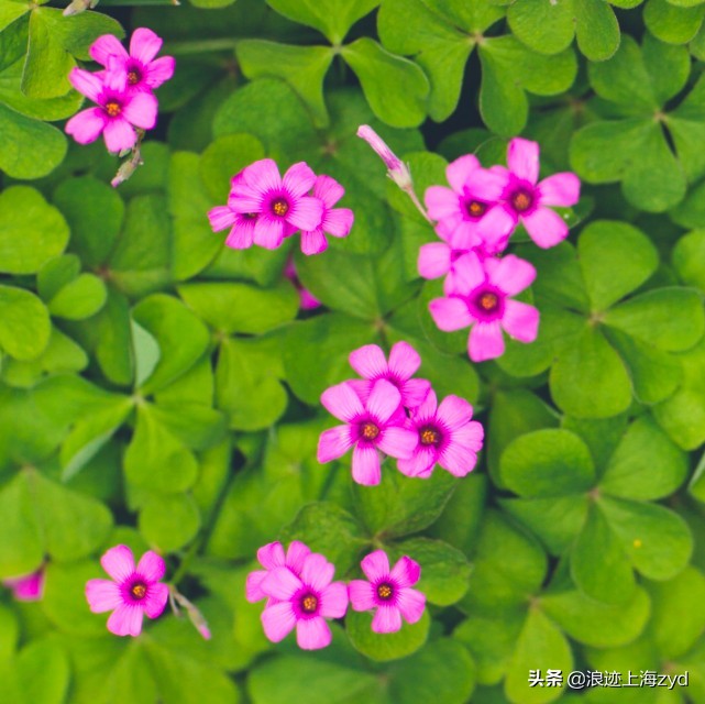 满地都是草的功效与作用,大面积红花酢浆草