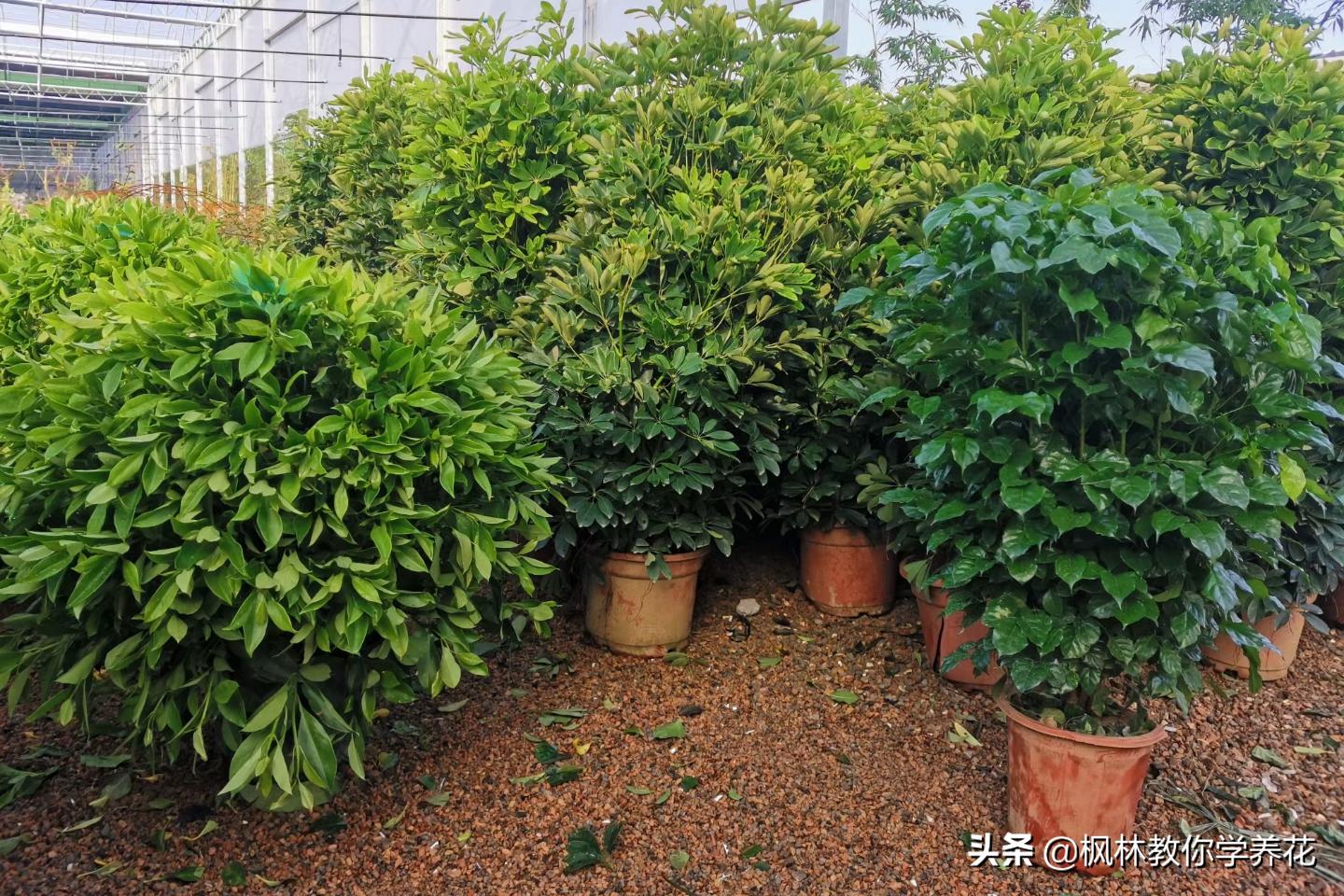 这四款花卉最好养,这4种花冬天也能扦插活