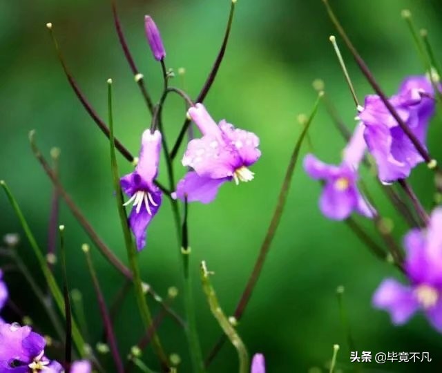 关于清明节的古诗词朗诵,清明节的童谣俗语古诗词