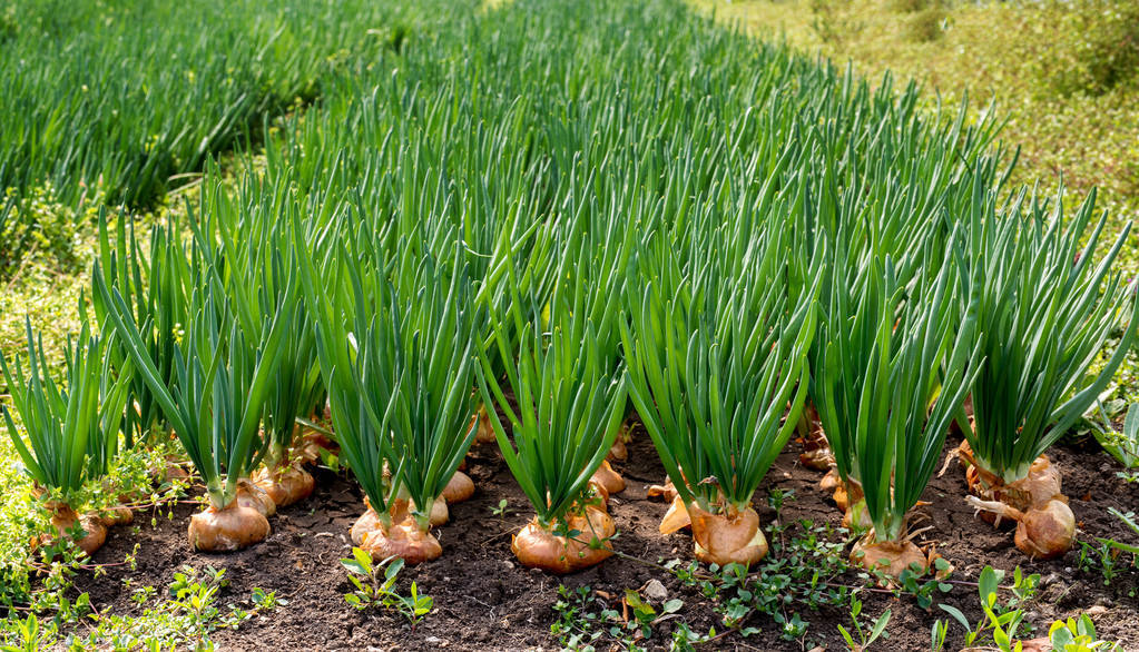 洋葱的种植小技巧,种植洋葱视频大全