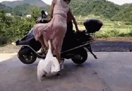 蟒蛇吞到大鹅,蟒蛇吞了一只鹅