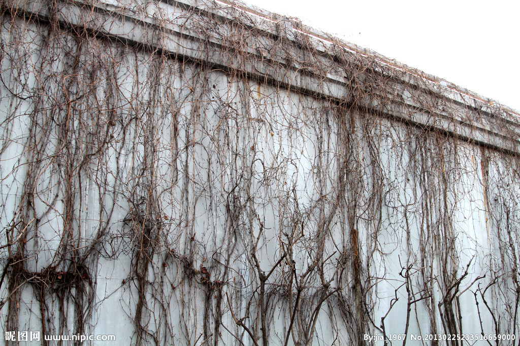 绿化爬山虎种植方法,爬山虎绿化应用