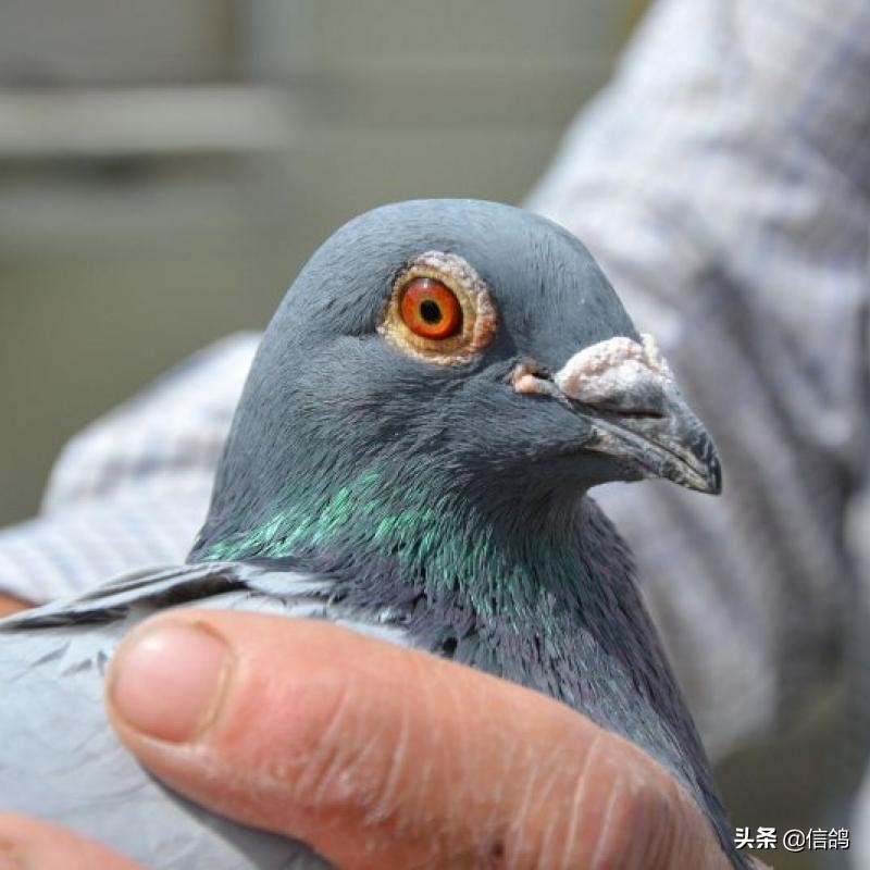 鸽子发生水便的原因都在这里,预防大于治疗