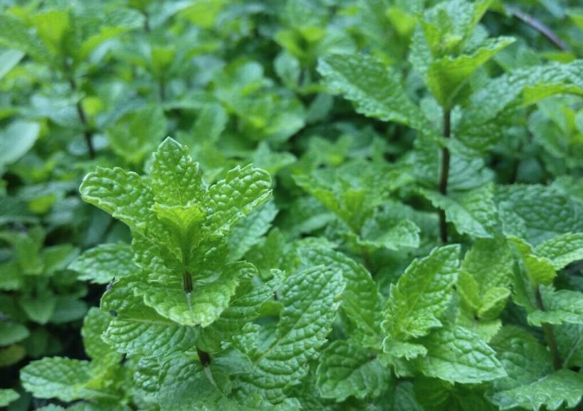 终于开始解除封禁了！别吃野味了，想要追求新鲜，多吃些野菜吧