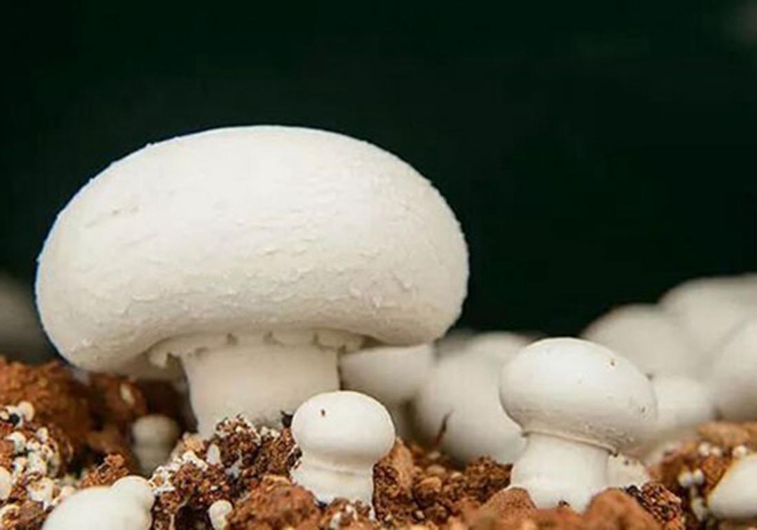 双孢菇高效栽培技术规程,双孢菇种植技术全过程