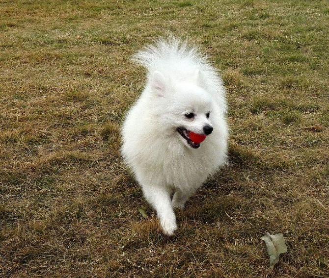 博美犬吃什么不掉毛无泪痕,博美犬掉毛吗有体毛味吗